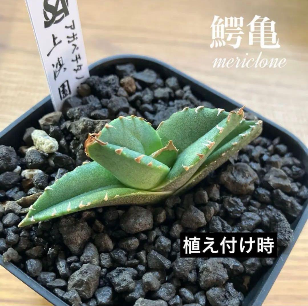 【クリスマスセール】♯32 選抜　特大　ぶつぶつ　アガベ　鰐亀　TC