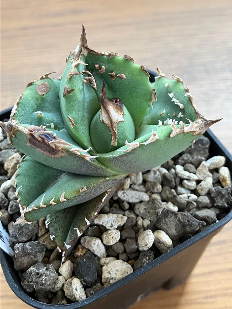 【クリスマスセール】♯32 選抜　特大　ぶつぶつ　アガベ　鰐亀　TC