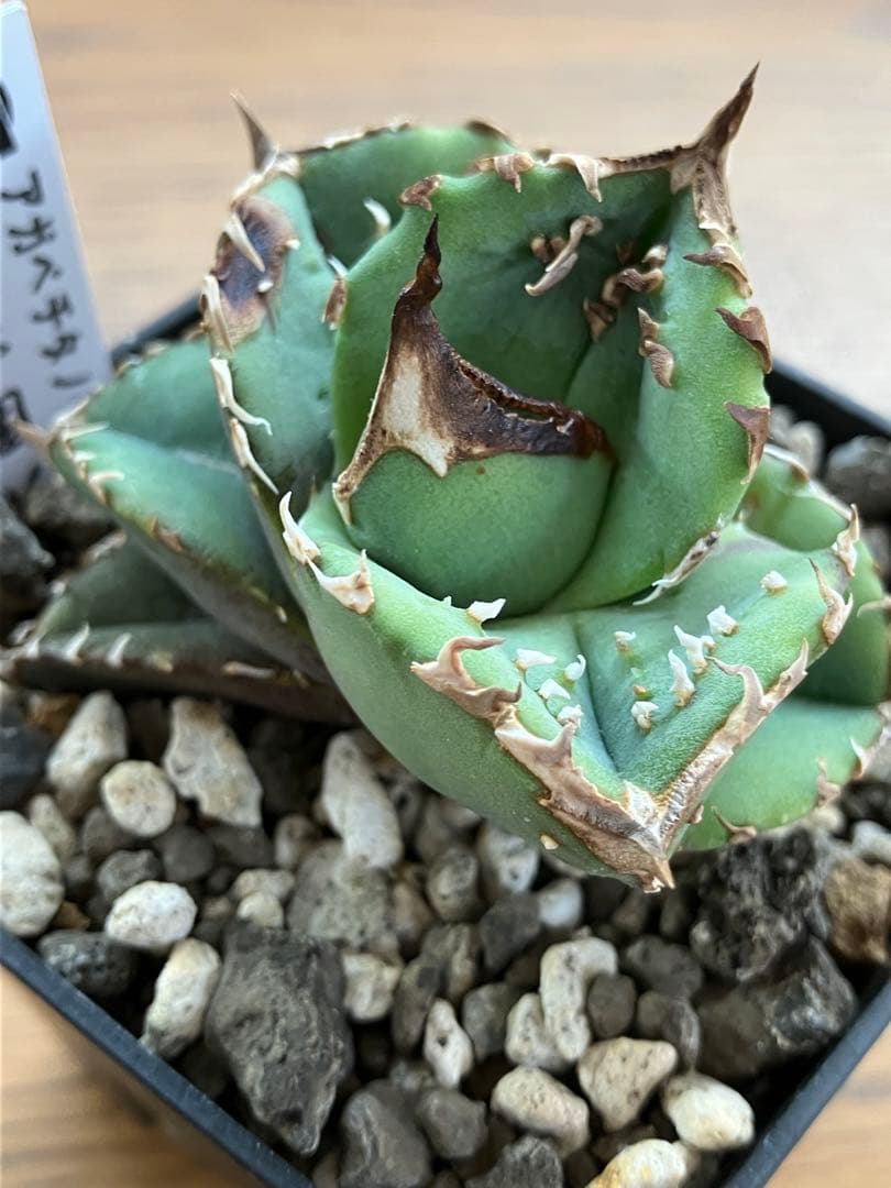 【クリスマスセール】♯32 選抜　特大　ぶつぶつ　アガベ　鰐亀　TC