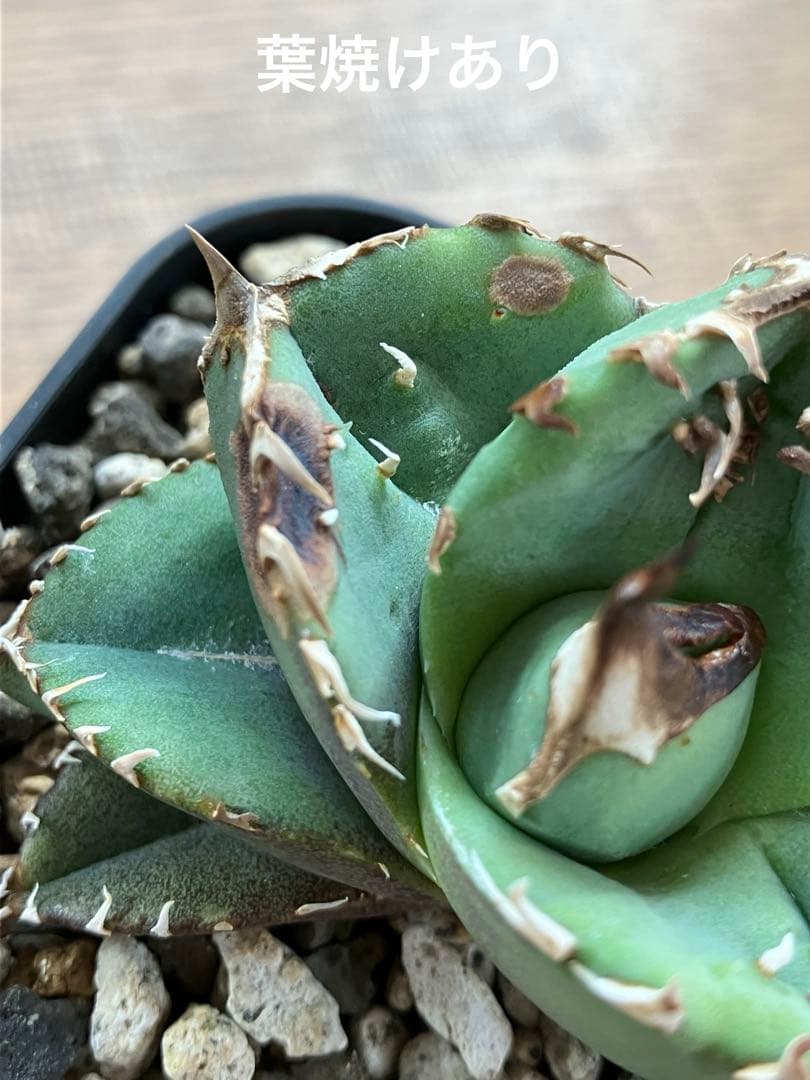 【クリスマスセール】♯32 選抜　特大　ぶつぶつ　アガベ　鰐亀　TC