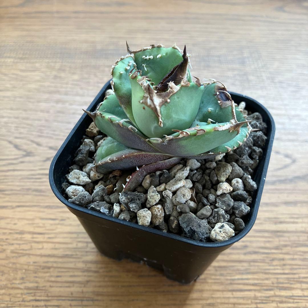 【クリスマスセール】♯32 選抜　特大　ぶつぶつ　アガベ　鰐亀　TC