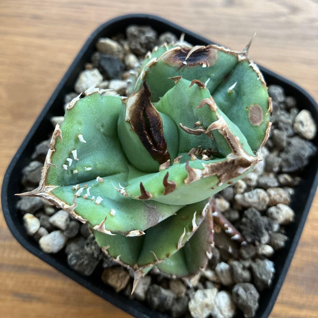 【クリスマスセール】♯32 選抜　特大　ぶつぶつ　アガベ　鰐亀　TC