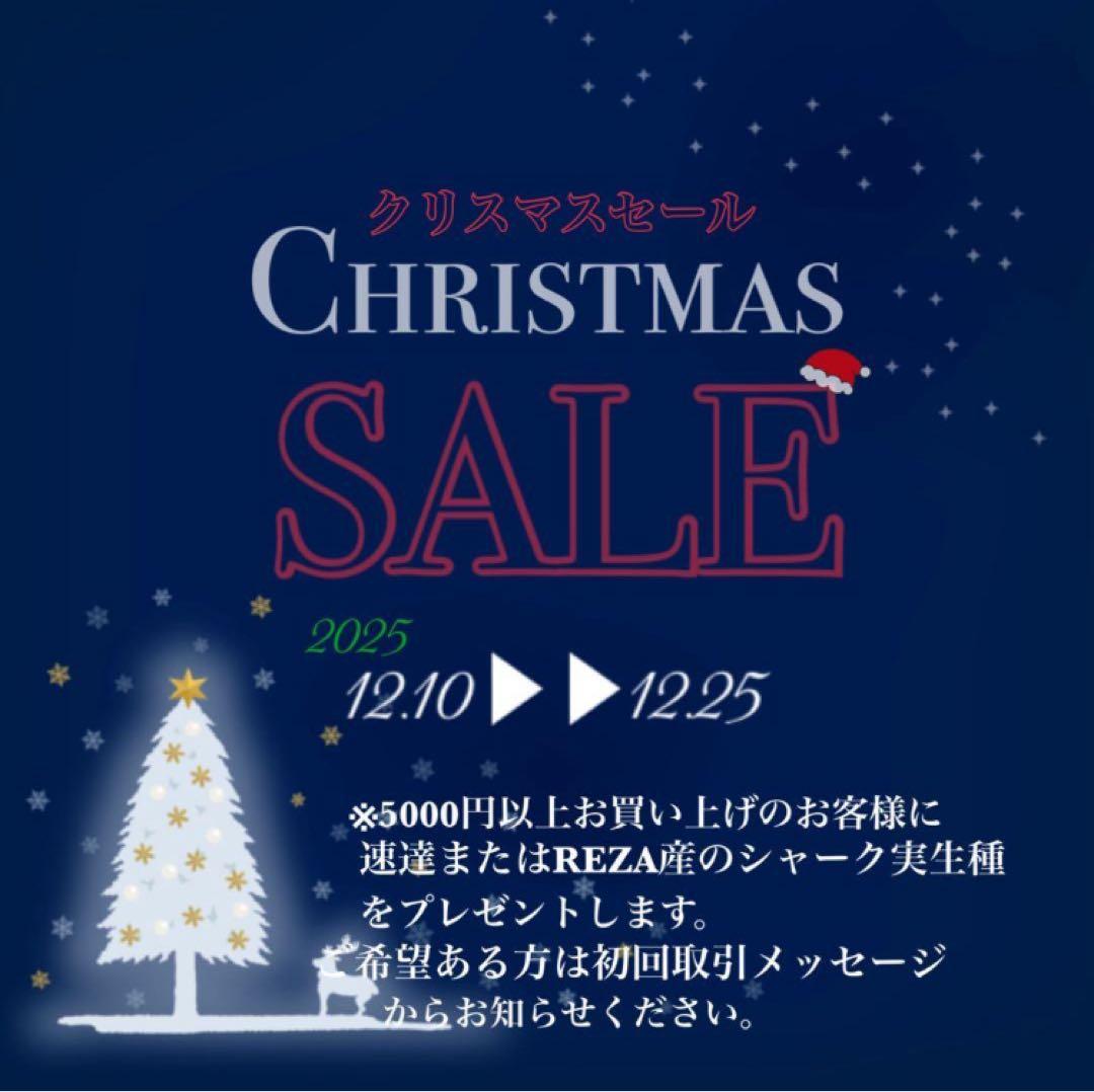 【クリスマスセール】♯32 選抜　特大　ぶつぶつ　アガベ　鰐亀　TC