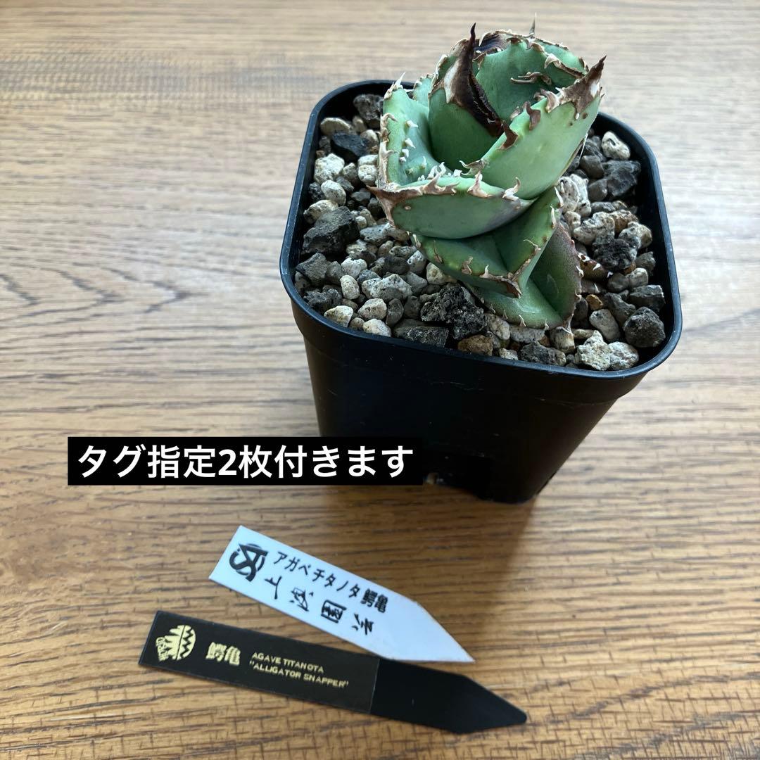 【クリスマスセール】♯32 選抜　特大　ぶつぶつ　アガベ　鰐亀　TC