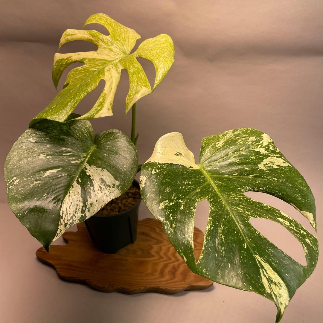 L050ホワイトモンスター 天津蘭 モンステラ斑入り た**様 モンステラ