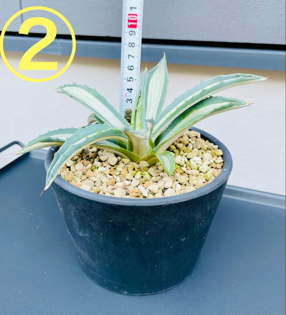 ☆ 葉幅広2株セット☆美株☆大株☆アガベ アメリカーナ華厳 - メルカリ