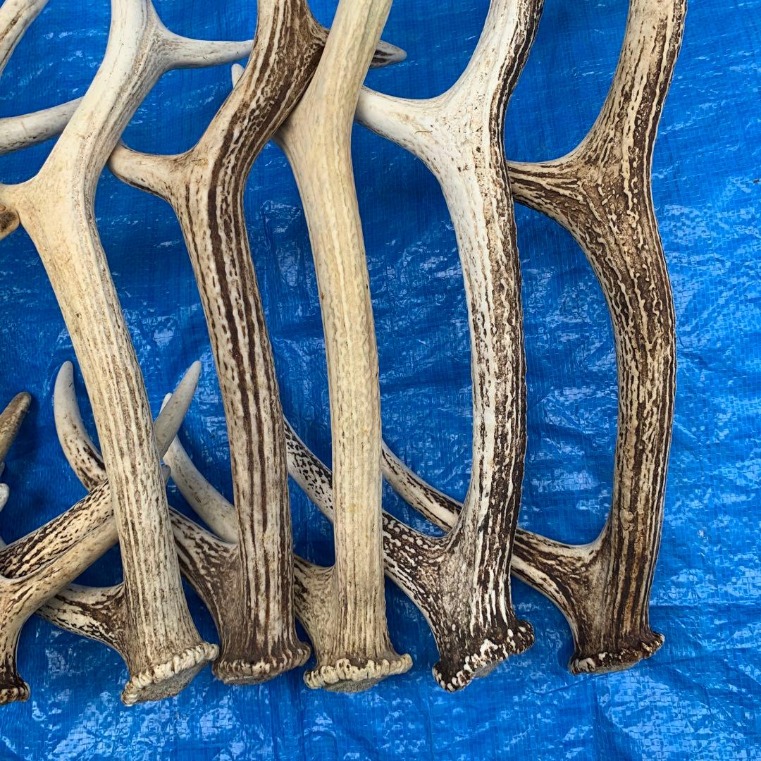 No.2090『鹿角9本セット』鹿の角 エゾ鹿 鹿角 蝦夷鹿