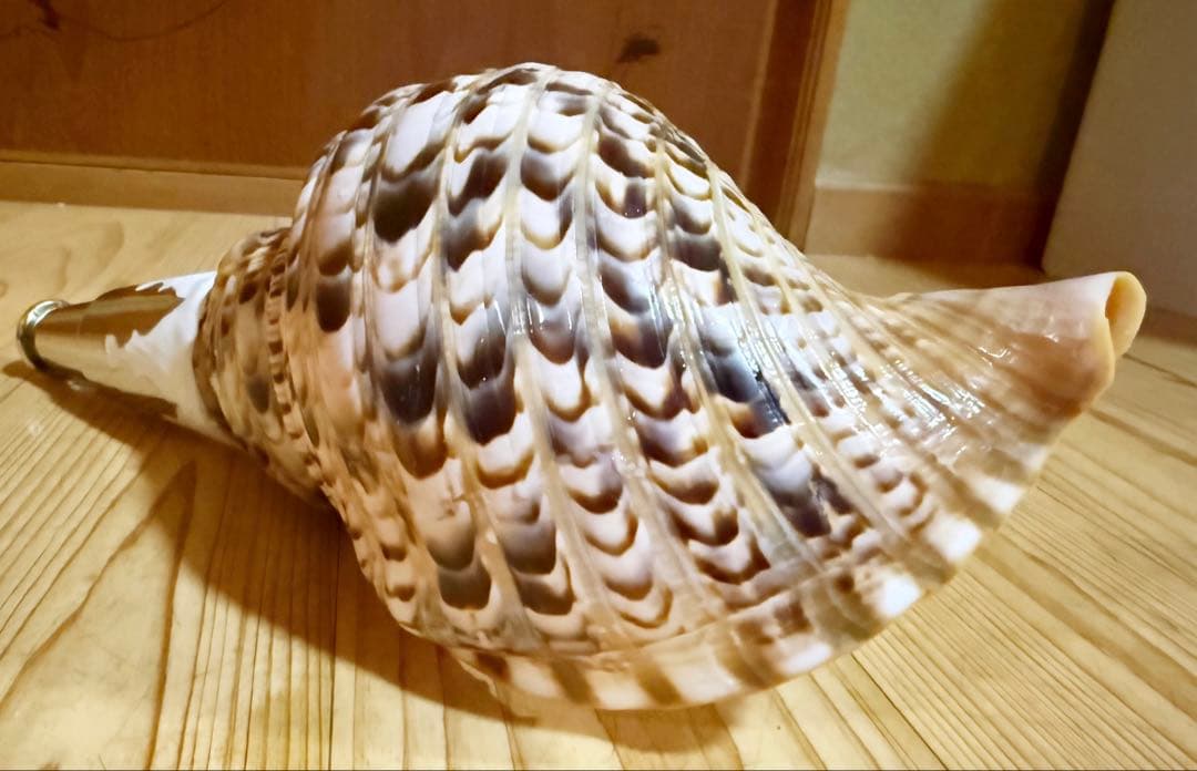 コンパクト修験道法螺貝 山伏 密教 魔除け 熊よけ❣️ホラガイ ほら貝