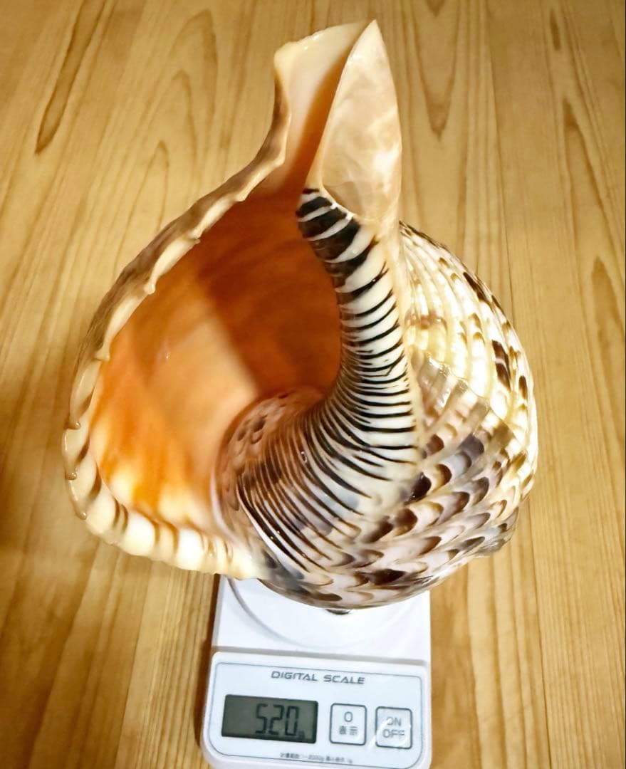 コンパクト修験道法螺貝 山伏 密教 魔除け 熊よけ❣️ホラガイ ほら貝