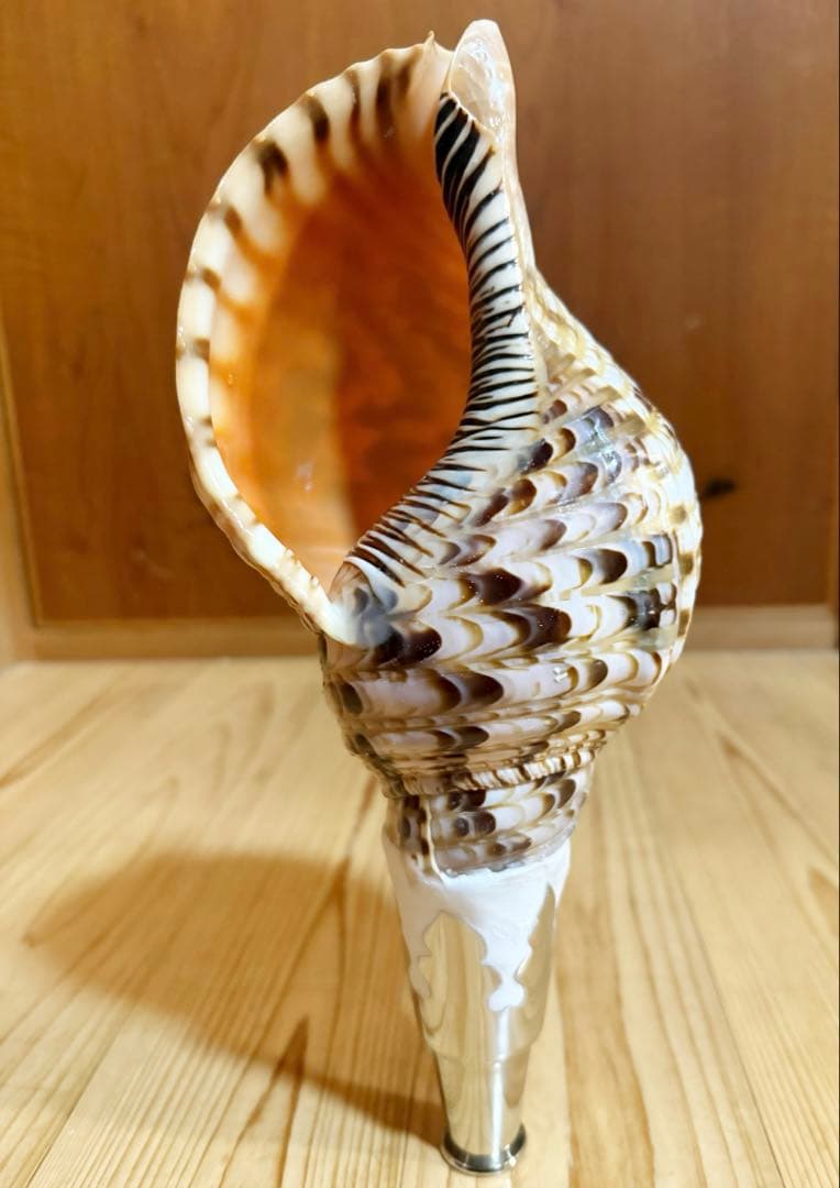 コンパクト修験道法螺貝 山伏 密教 魔除け 熊よけ❣️ホラガイ ほら貝