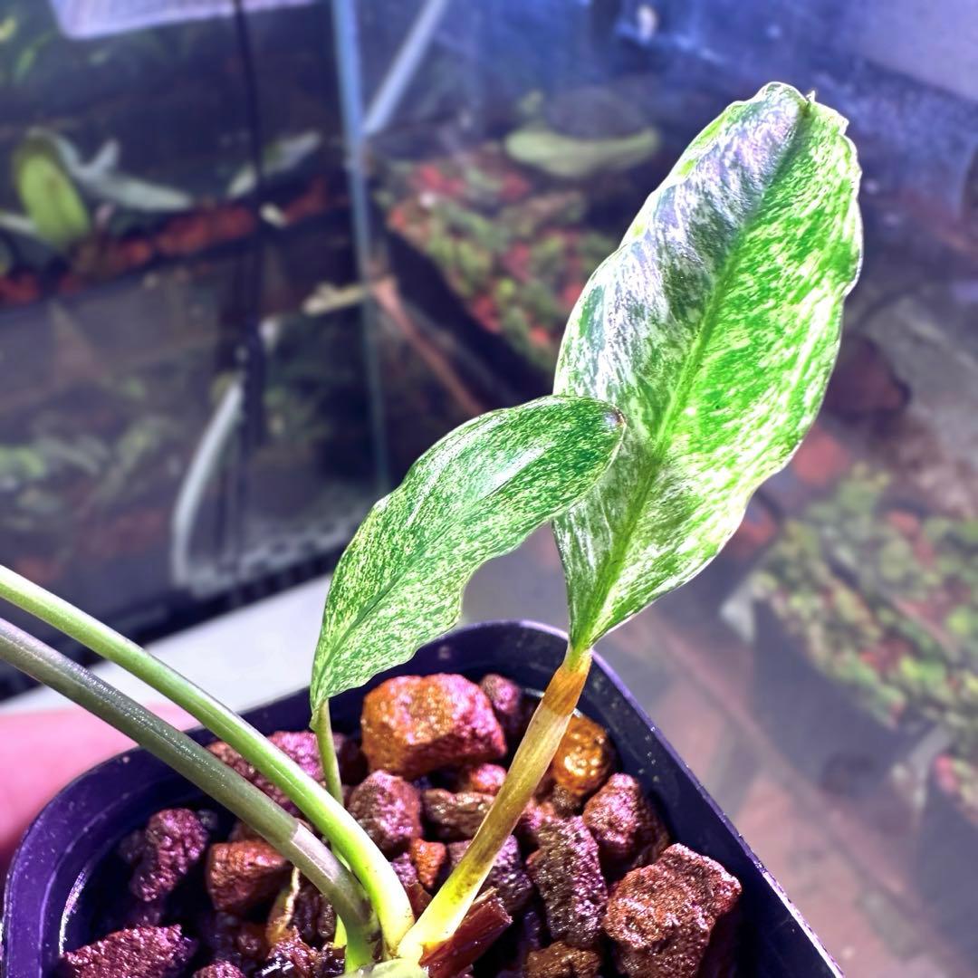 観*目様 ブセファランドラ（斑入り株）Bucephalandra Pipto と み*！様 ブセファランドラ（斑入り株）Bucephalandra Pipto と - メルカリ