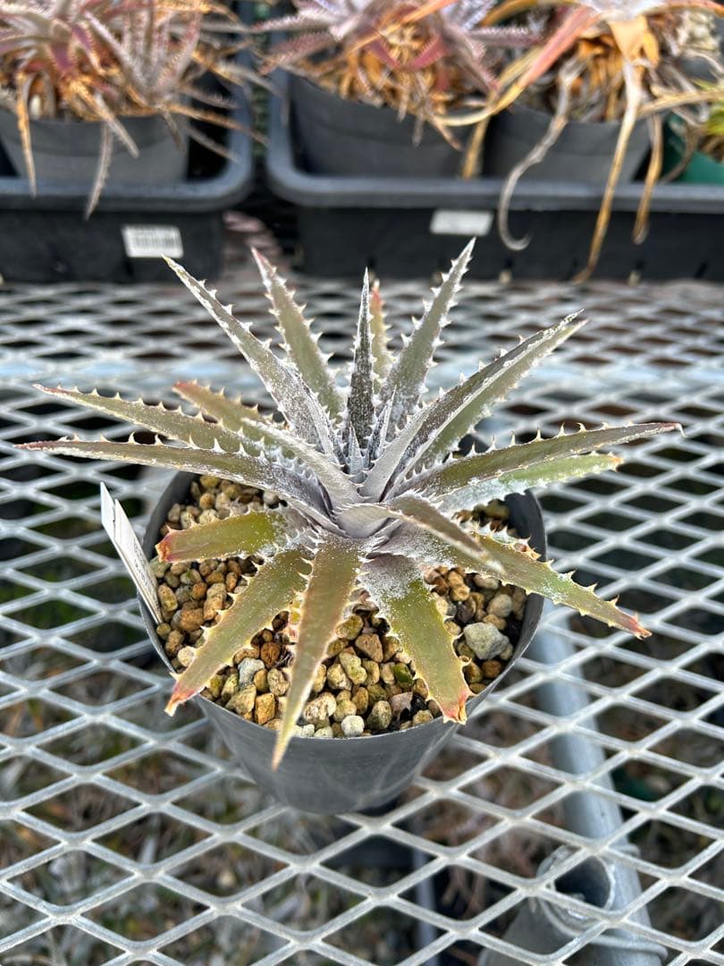 DBディッキア Dyckia Bill Baker hybrid #222 ⑵ - メルカリ