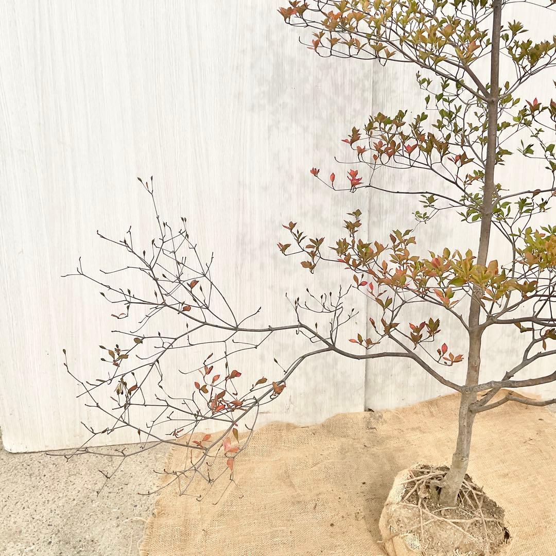 山採りドウダンツツジ 白 / 793