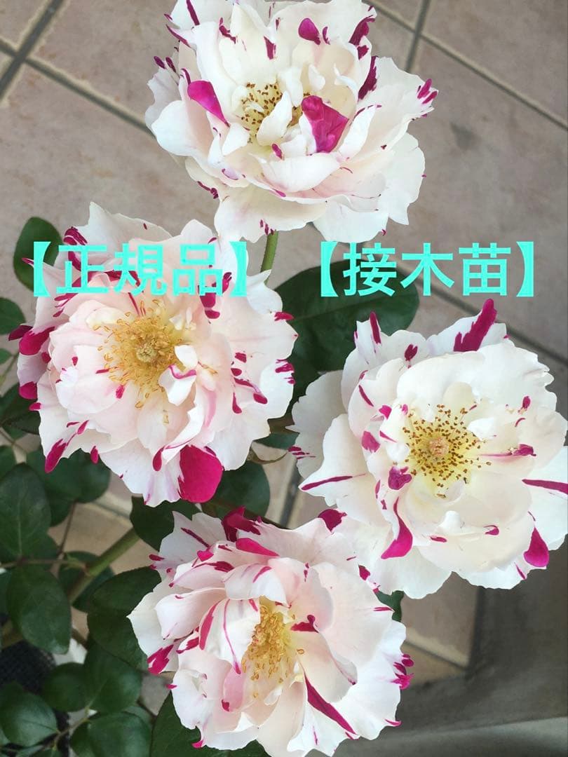 ゴ*太様 【レア薔薇】【ラベル付】【正規品】イチゴイチエ　一期一会 ゴ*太様 【レア薔薇】【ラベル付】【正規品】イチゴイチエ 一期一会 ゴ