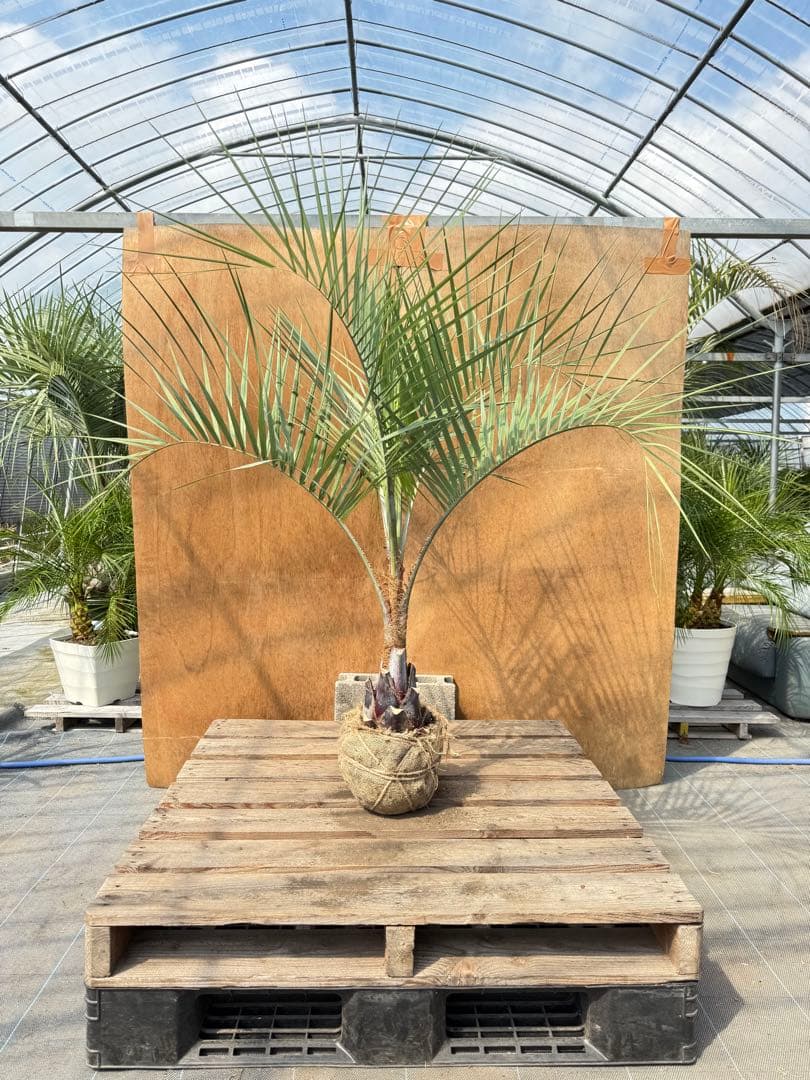 ス*ー様 ココスヤシシルバーリーフ【極太】葉先160cm幹回り50cm 幹高