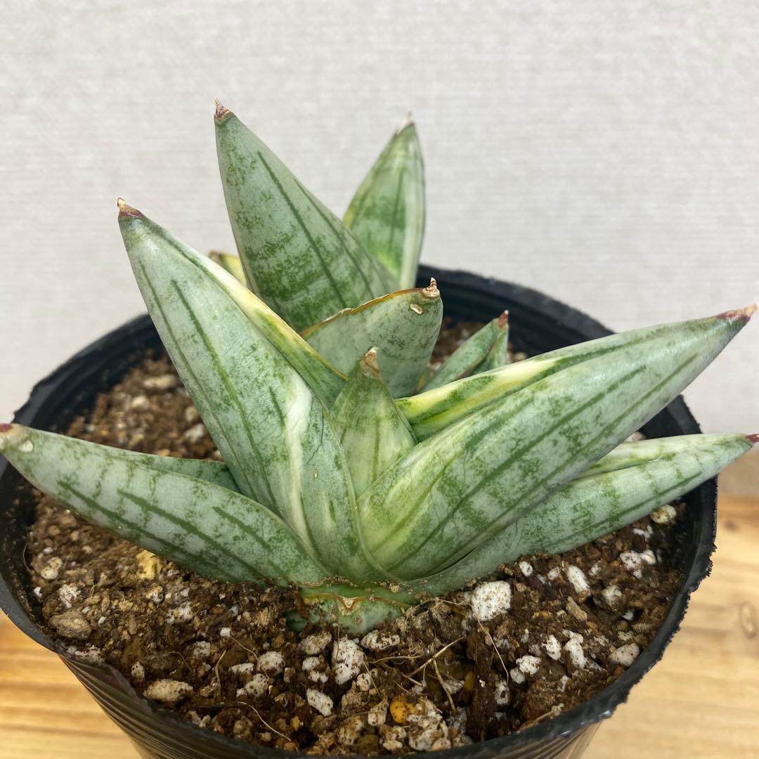 サンスベリア ナミ 斑入 美株 S.Nami Var