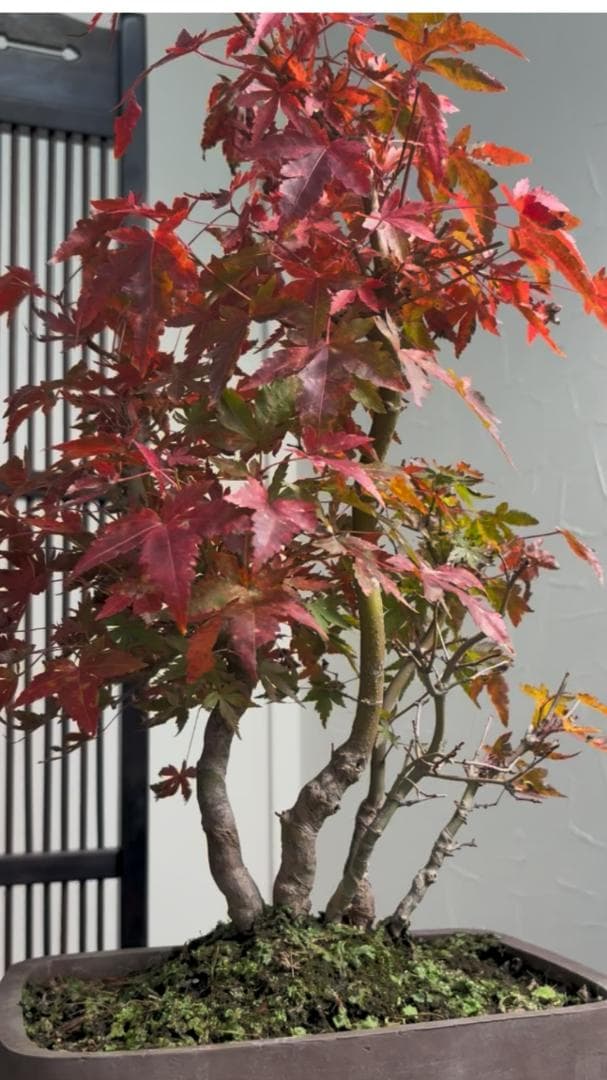 イロハモミジ 盆栽 株立ち5本 樹高35cm 紅葉が美しい本格モミジ