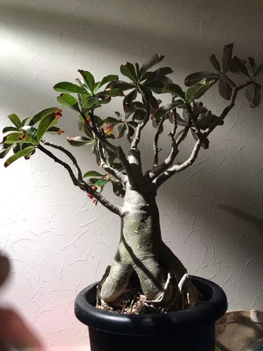 極美タコ足/超極太/塊根植物】アデニウム タイソコトラナム タコ足