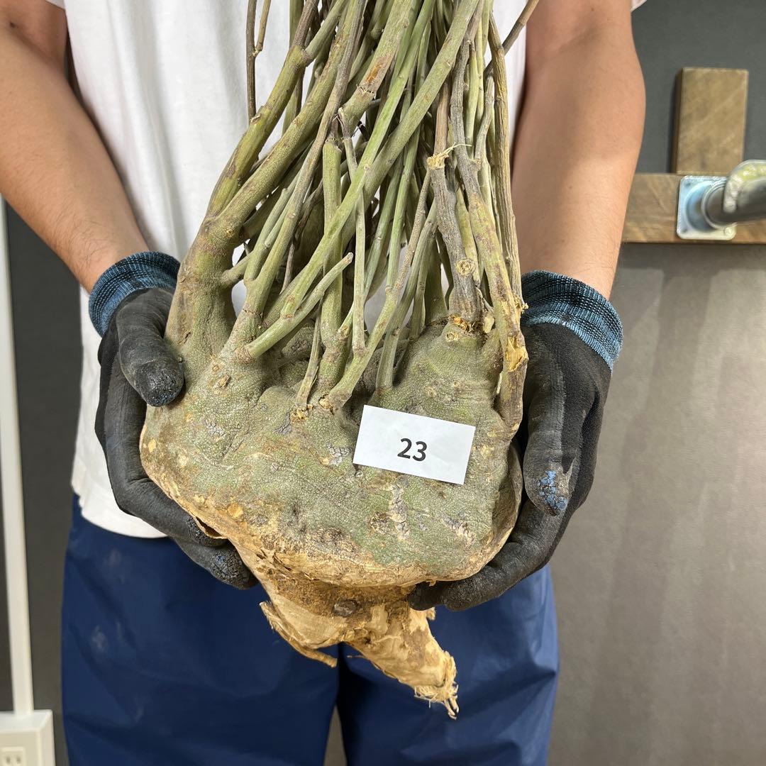 7*i様 23 激レア 超大株 アデニア ペチュエリー 現地球 鮮度抜群 7*i様 23 激レア 超大株 アデニア ペチュエリー 現地球 鮮度抜群 ト