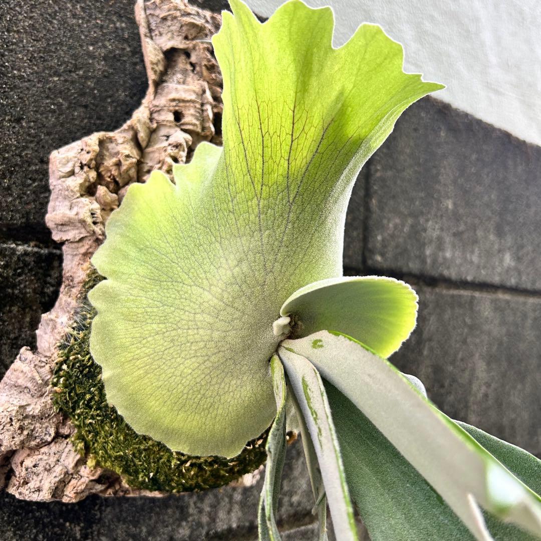 P. willinckii Polaris 北極星 (pup) 子株 ビカクシダ - メルカリ