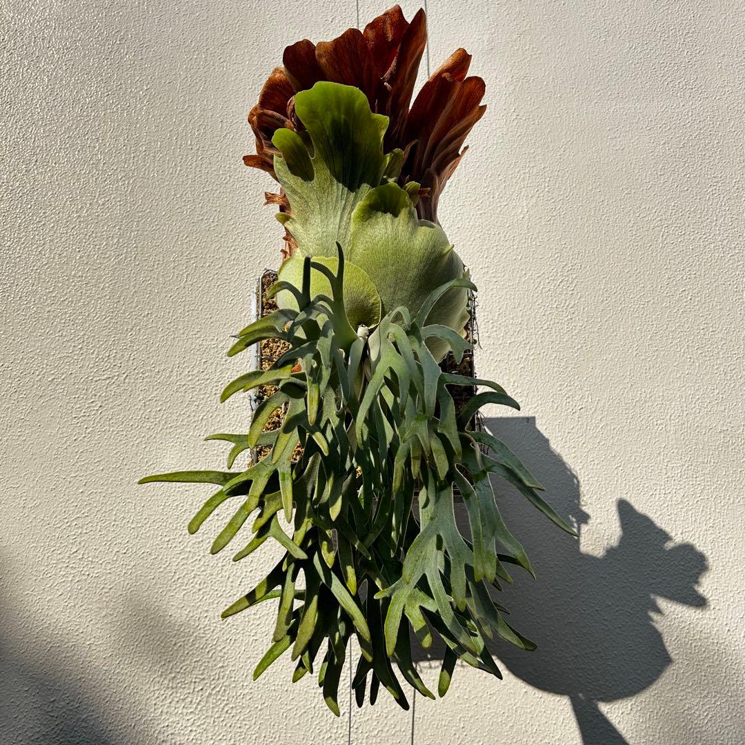 P. willinckii Polaris 北極星 (pup) 子株 ビカクシダ - メルカリ