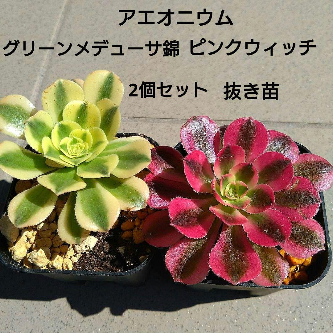 アエオニウム 〈グリーンメデューサ錦〉〈ピンクウィッチ〉2個セット