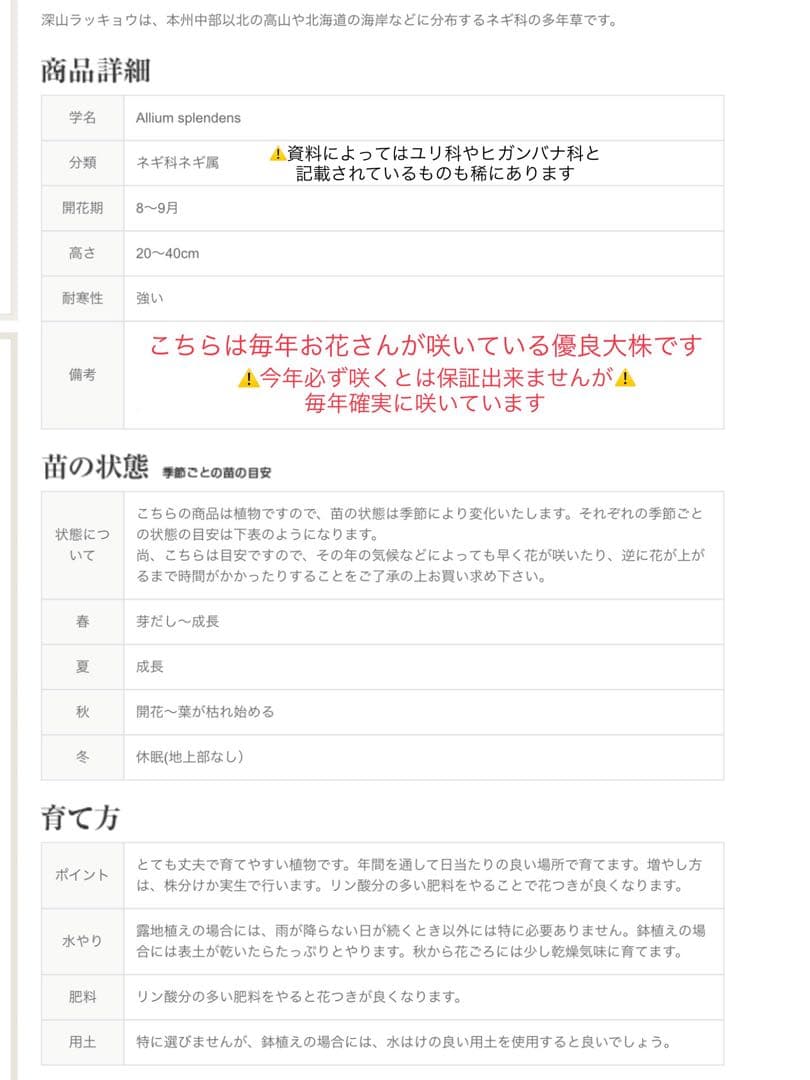 希少＊天然野生【ミヤマラッキョウ＊深山辣韮】大株＊抜き苗＊宅急便