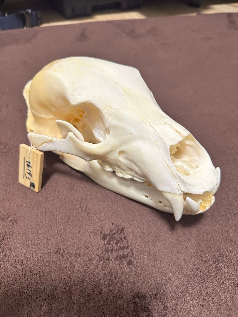ヒグマ頭骨　書類付き　エゾヒグマ　骨格　標本　頭骨 m67741219421_1.jpg?1718021430