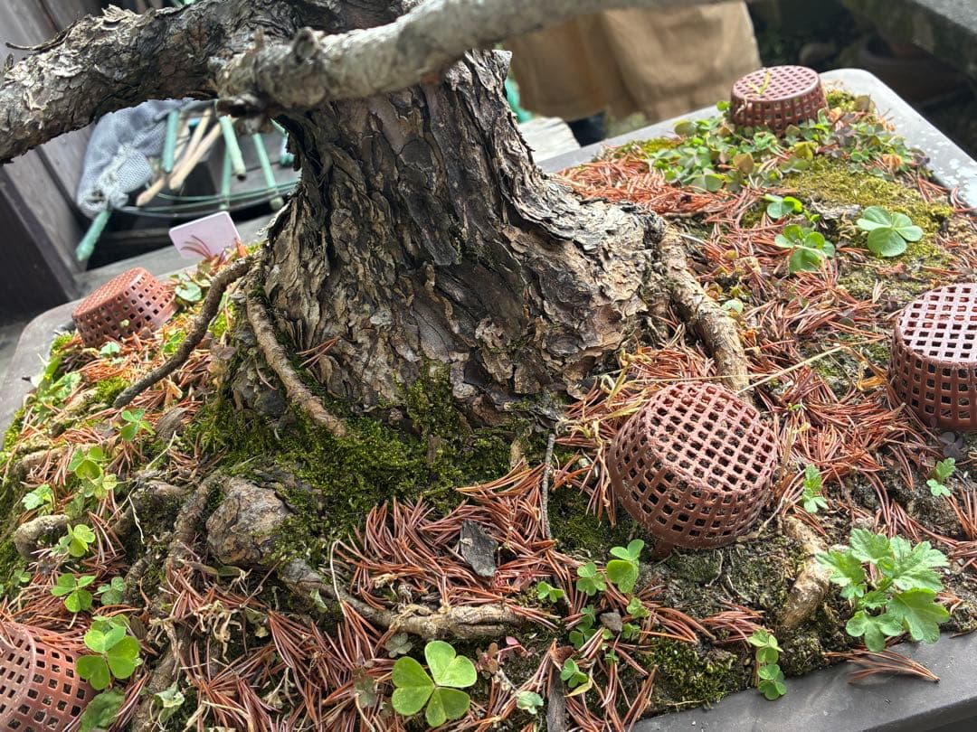 俊*様 ☆盆栽☆ 赤石五葉松 E-10 樹齢50年以上 ☆愛媛