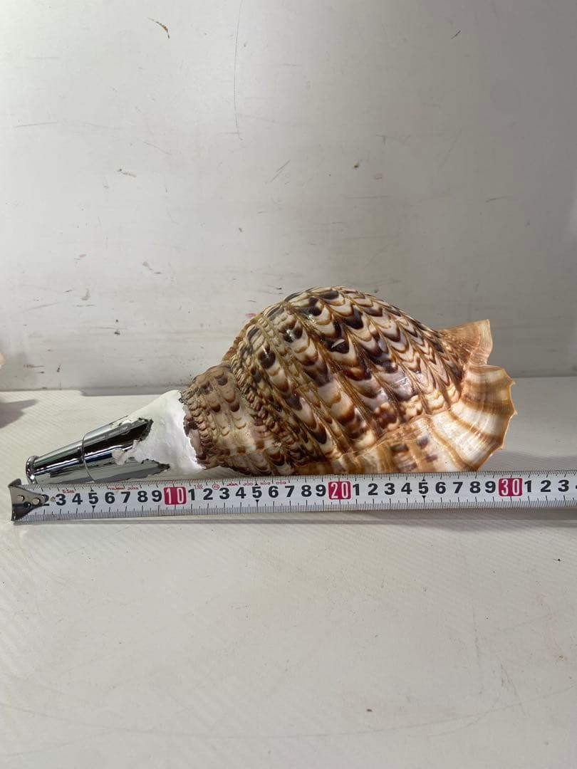 修験道法螺貝 赤紐付き ほら貝 ホラガイ 袋付き修験道法螺貝 山伏 密教