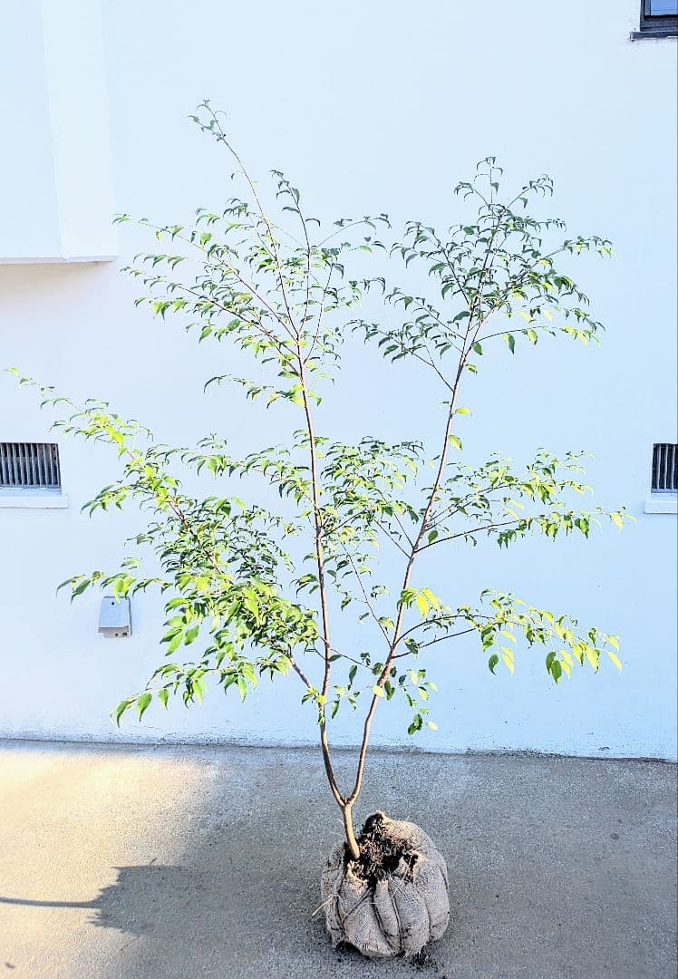 山採りハイノキ / 530 苗木・植木 絶品。山採りハイノキ。