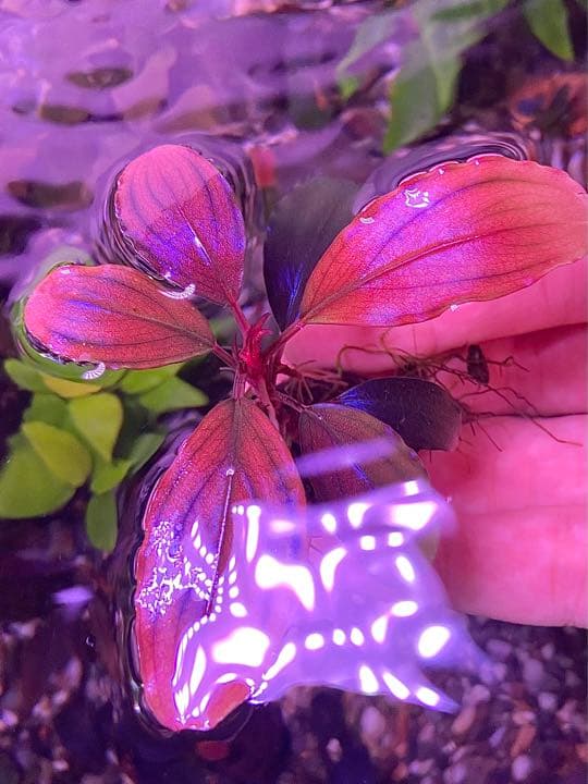 ブセファランドラ sp ,ファンタスティックパープル - メルカリ