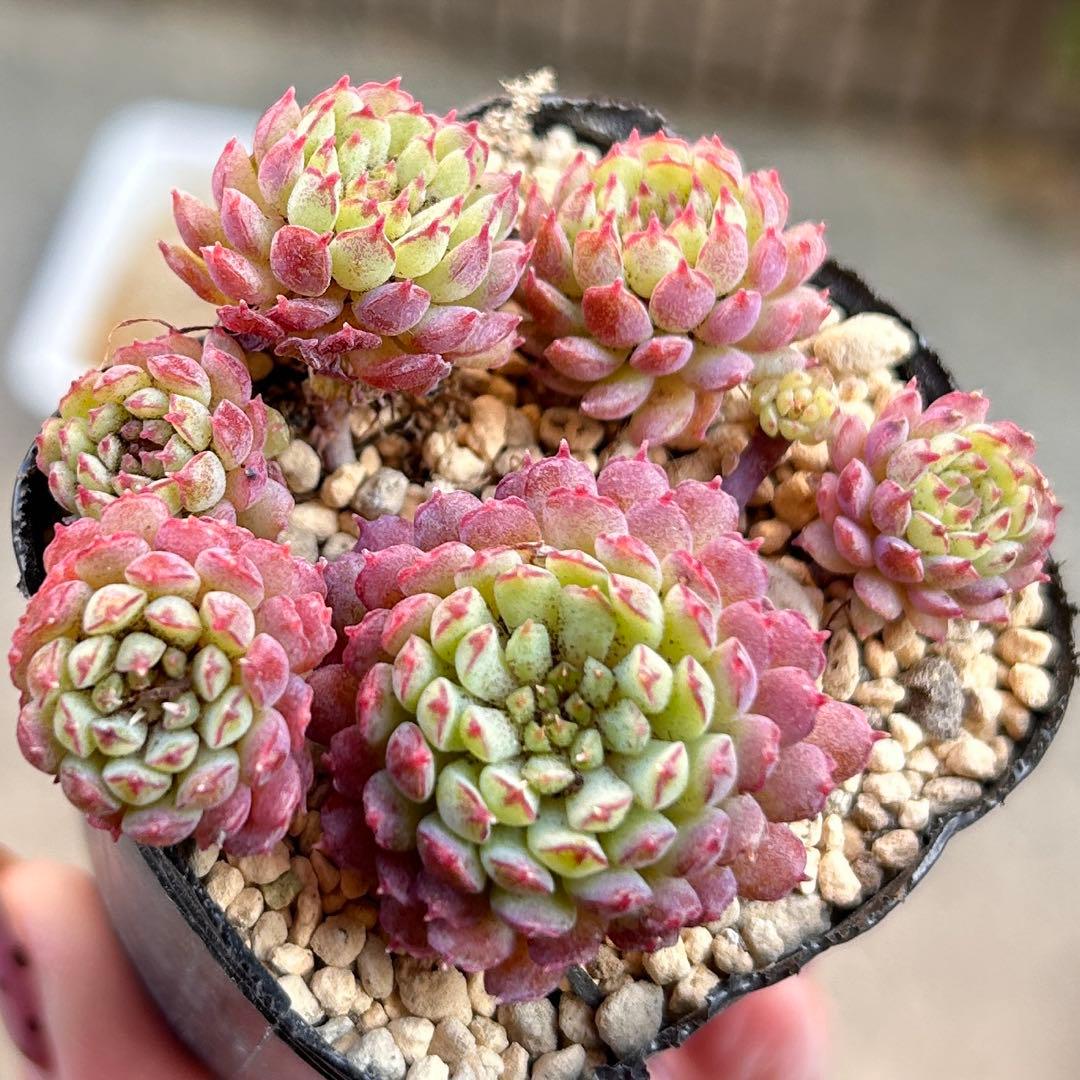 多肉植物 ヴィンセントカトー ビンセントカトー エケベリア