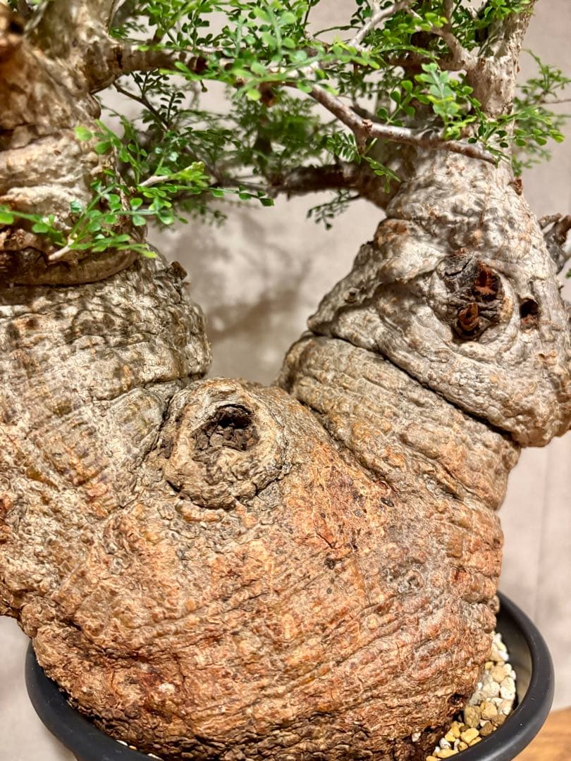 【ムチムチ極太塊根】パキプス｜新芽展開・発根済・6号鉢