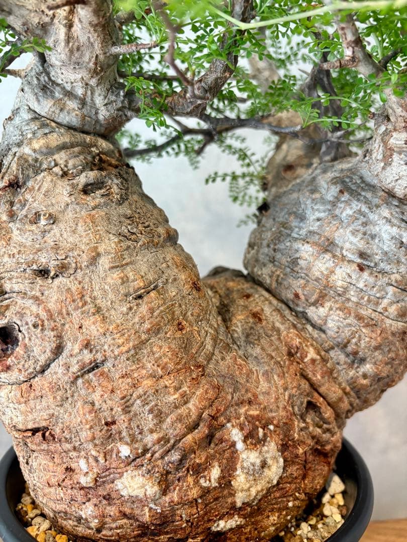 【ムチムチ極太塊根】パキプス｜新芽展開・発根済・6号鉢