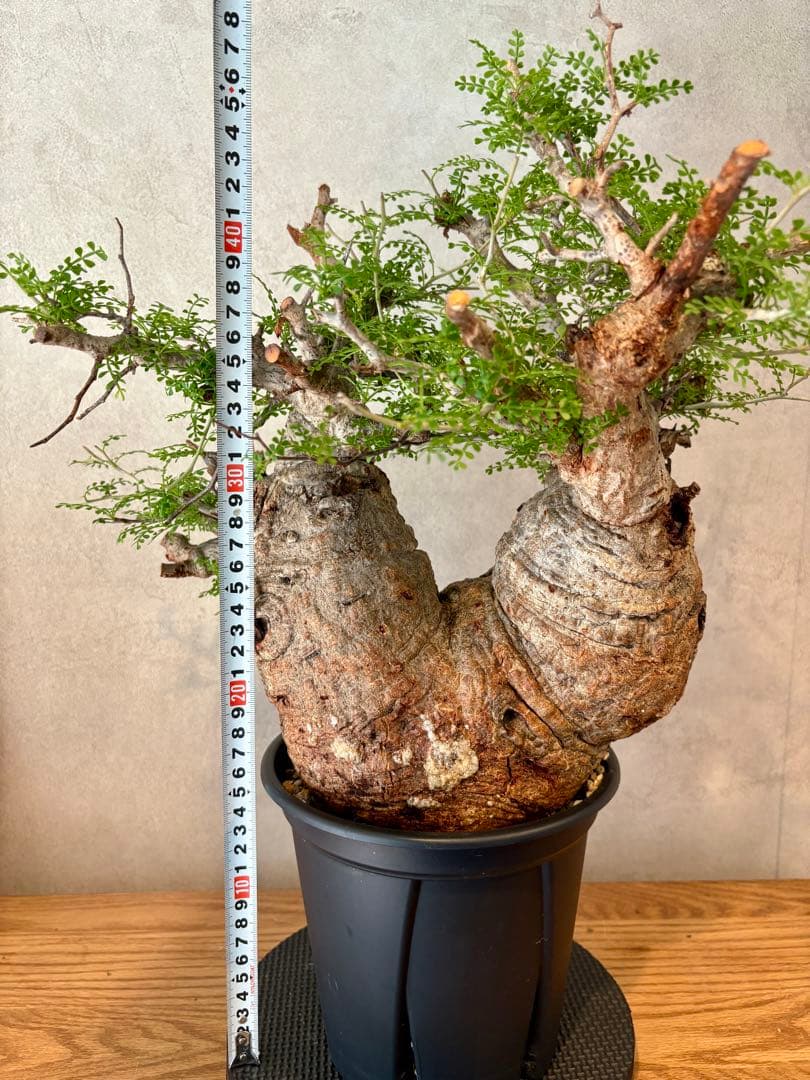 【ムチムチ極太塊根】パキプス｜新芽展開・発根済・6号鉢