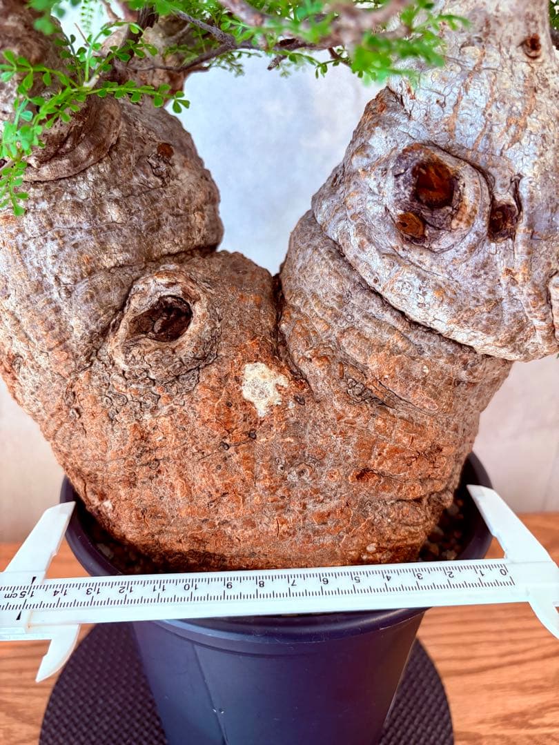 【ムチムチ極太塊根】パキプス｜新芽展開・発根済・6号鉢