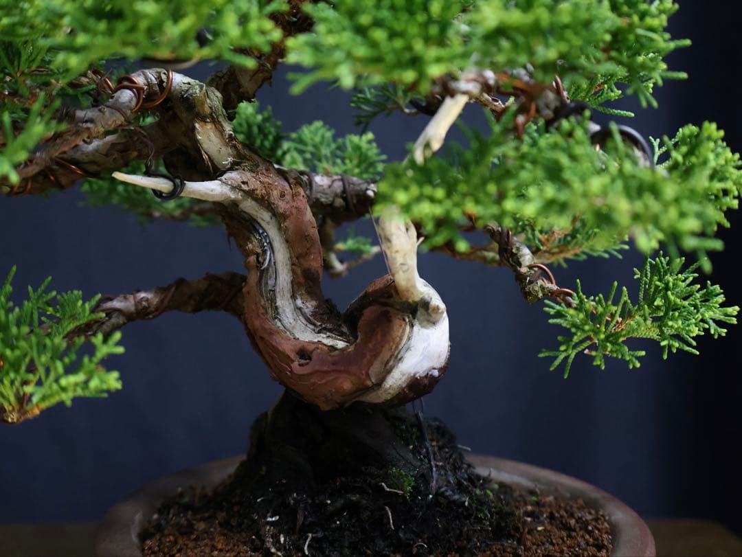 糸魚川真柏 小品盆栽 葉性抜群 盆栽 樹高17cm