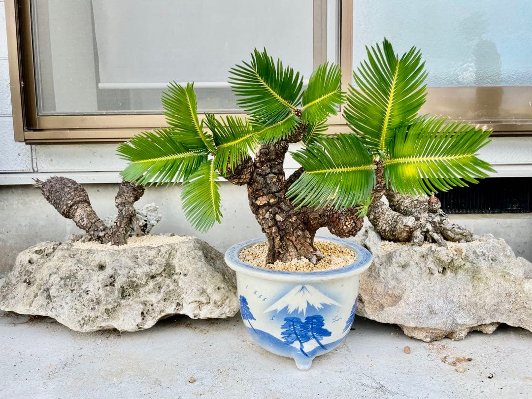 蘇鉄 ソテツ 盆栽 松肌 蘇鉄 ソテツ 盆栽 松肌 - メルカリ