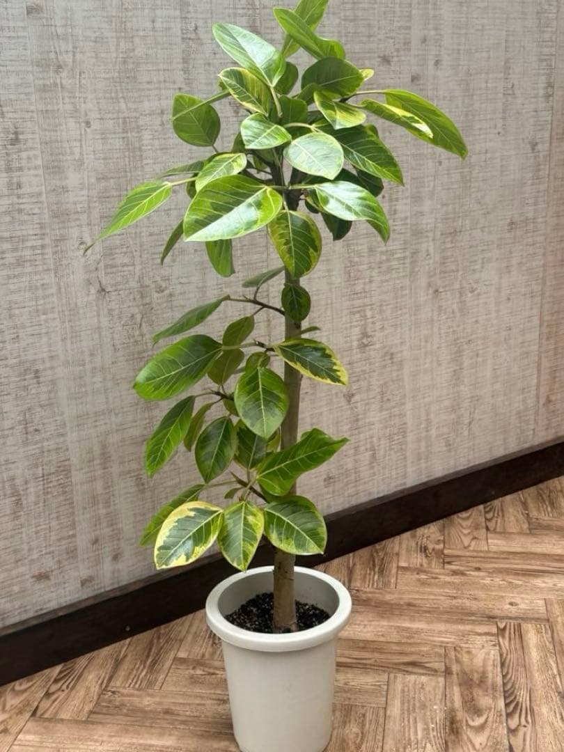 3 希少種 E.megacalix メガカリックス メキシコ輸入苗の通販｜www