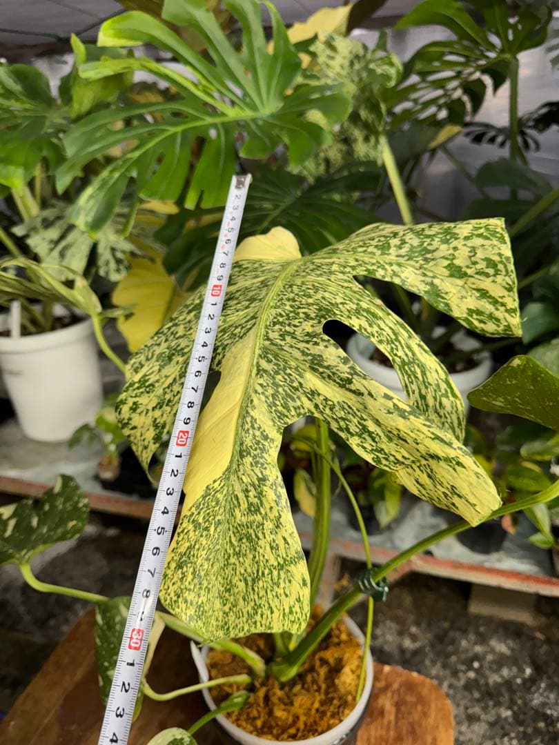 モ*～様 12モンステラ タイコンステレーション スターライト