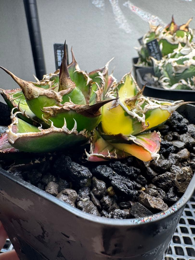 アガベ緑幽霊(斑入株、通常株の2頭株) アガベ・チタノタ 緑幽霊(中)-010｜agave titanota green ghost