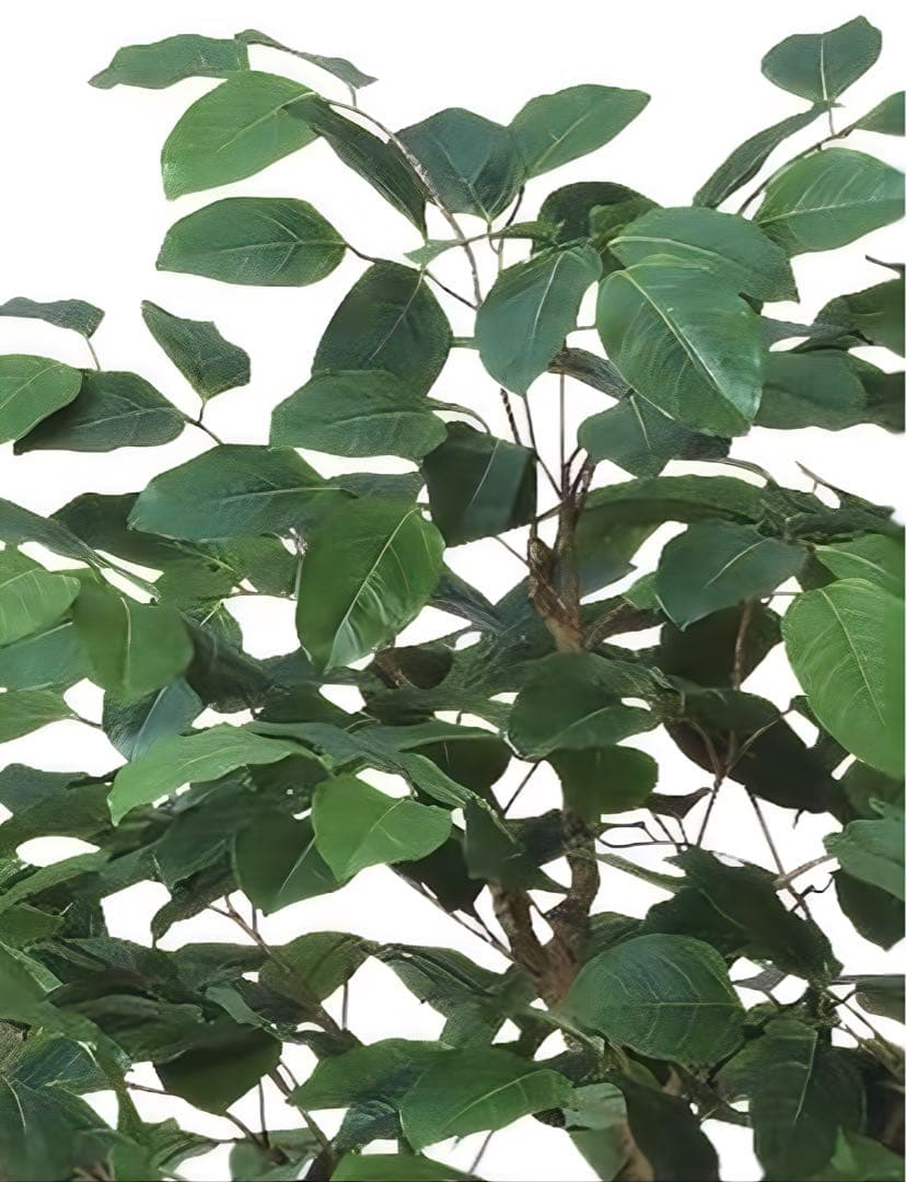 光触媒 人工観葉植物 フェイクグリーン ベンガルボダイジュコアッド鉢付き