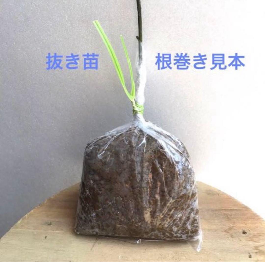サンショウ雌木（抜き苗）山椒 サンショウ苗木 - メルカリ