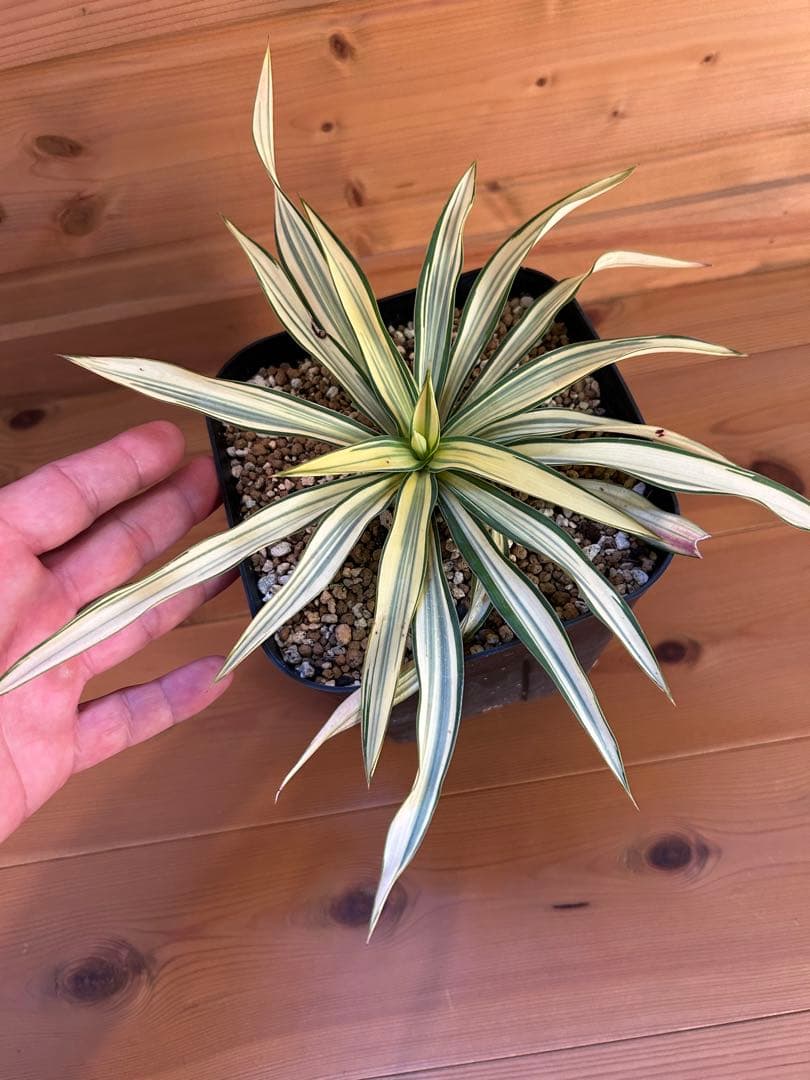 Yucca ユッカ グロリオサ ライジングサン 極上縞斑 本物 レア株
