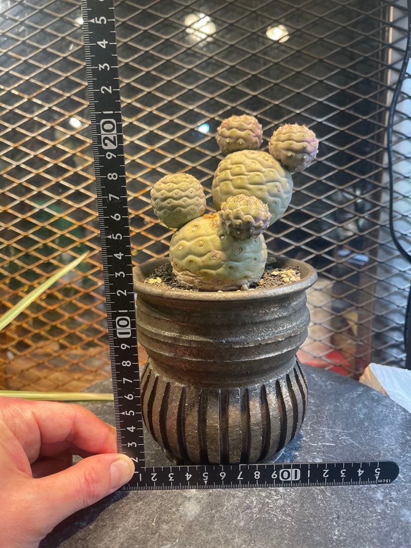 テフロカクタス　ゲオメトリクス　極上株　作家鉢 テフロカクタス・ゲオメトリクス | trigger