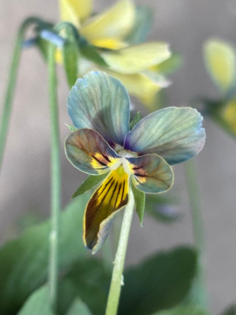 すみれ図鑑✳︎ビオラ花苗青群青色 - メルカリ