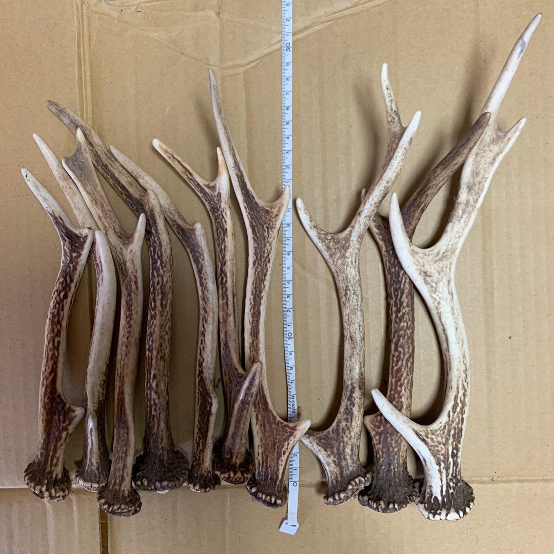 鹿の角 鹿角 38本 インテリア 犬 おもちゃ