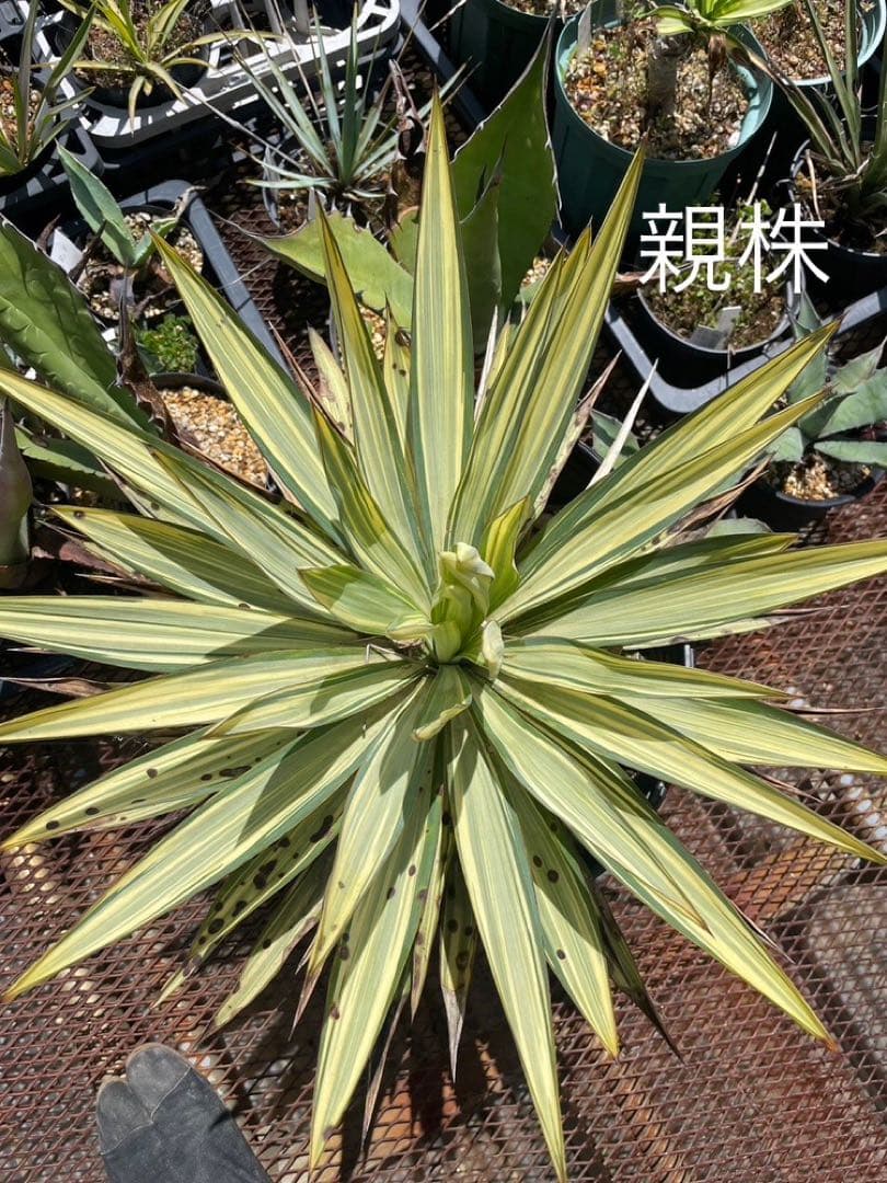 ユッカ グロリオサ ライジングサン - メルカリ