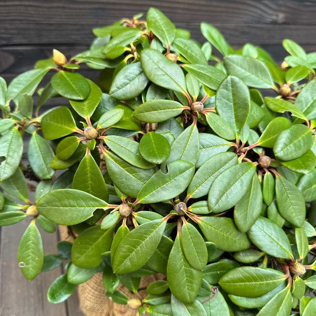 キバナシャクナゲ/小葉性/大株【現品発送】管理70853